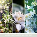 homeperfume_yankee_candle_signature_duża_Midnight_Jasmine2.jpg