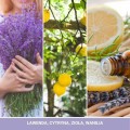 homeperfume_yankee_candle_signature_duża_Lemon_Lavender2.jpg