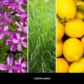 homeperfume_uzupełniacz_do_lampy_katalitycznej_millefiori_milano_500ml_lemongrass3.jpg