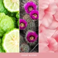 homeperfume_yankee_candle_signature_duża_desert_blooms3.jpg
