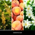 homeperfume_millefiori_refill_250ml_osmanthus_dew2.jpg